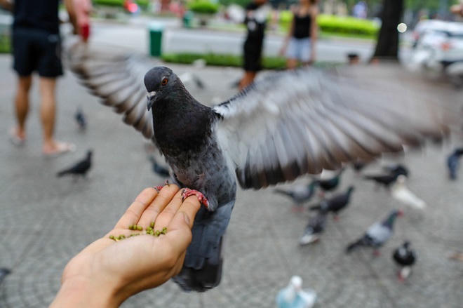 Hơn 700 con bồ câu bay lượn trước nhà thờ Đức Bà
