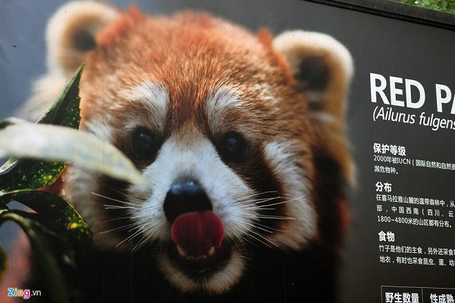 Công viên gấu trúc nổi tiếng ở Tứ Xuyên