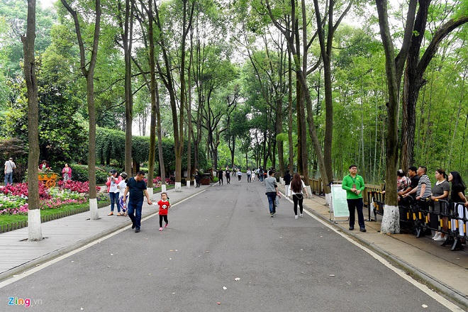 Công viên gấu trúc nổi tiếng ở Tứ Xuyên