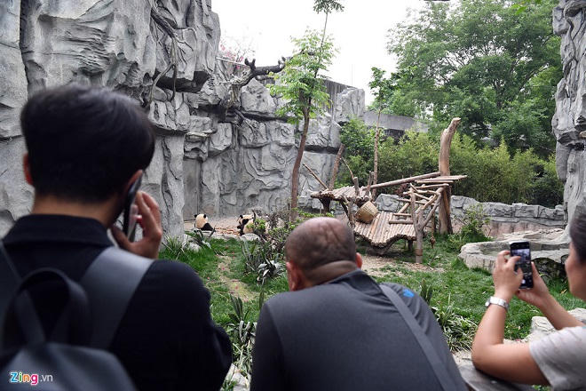 Công viên gấu trúc nổi tiếng ở Tứ Xuyên