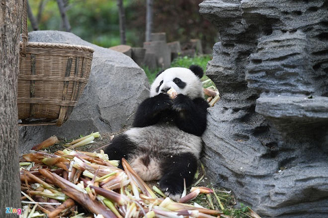 Công viên gấu trúc nổi tiếng ở Tứ Xuyên