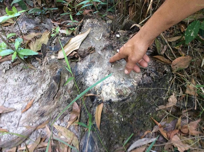 Quảng Trị:  Khuất tất vụ kiện đòi thực hiện “lời hứa chia phần” với người trồng rừng 