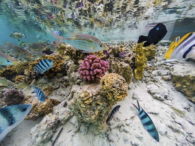 Lạc vào hòn đảo thiên đường nước trong, cát trắng, san hô rực rỡ sắc màu