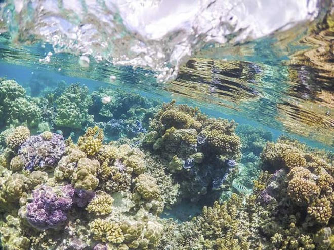 Lạc vào hòn đảo thiên đường nước trong, cát trắng, san hô rực rỡ sắc màu