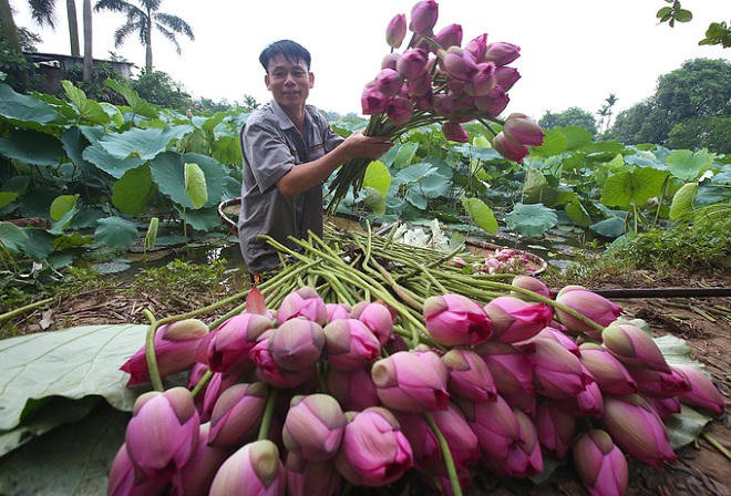 Người Hà Nội hái sen ủ trà