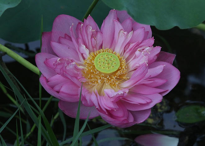 Người Hà Nội hái sen ủ trà