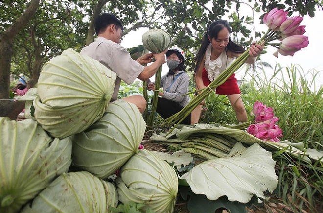 Người Hà Nội hái sen ủ trà