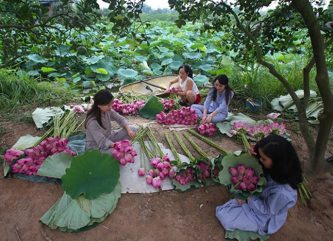 Người Hà Nội hái sen ủ trà
