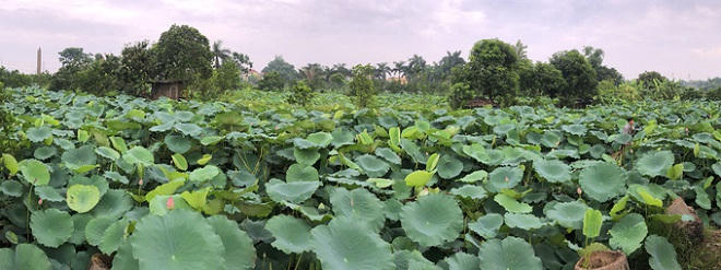 Người Hà Nội hái sen ủ trà