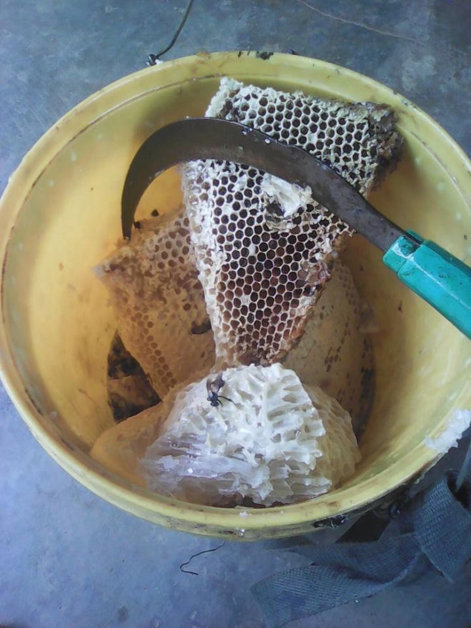 Săn “lộc trời” vùng biên