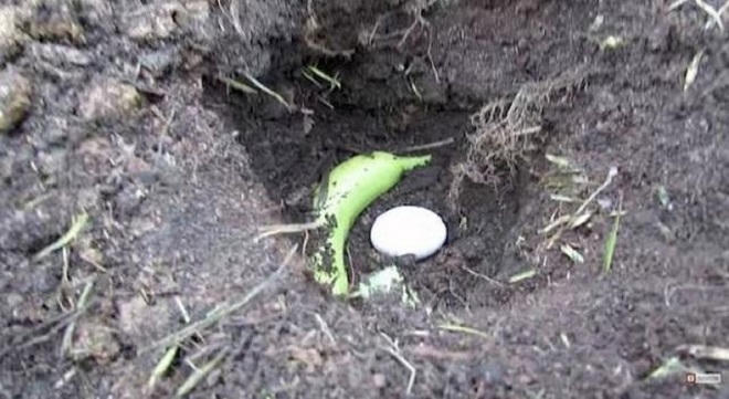 Chôn trứng hỏng với chuối xuống đất, tưởng sai mà ai cũng muốn làm theo