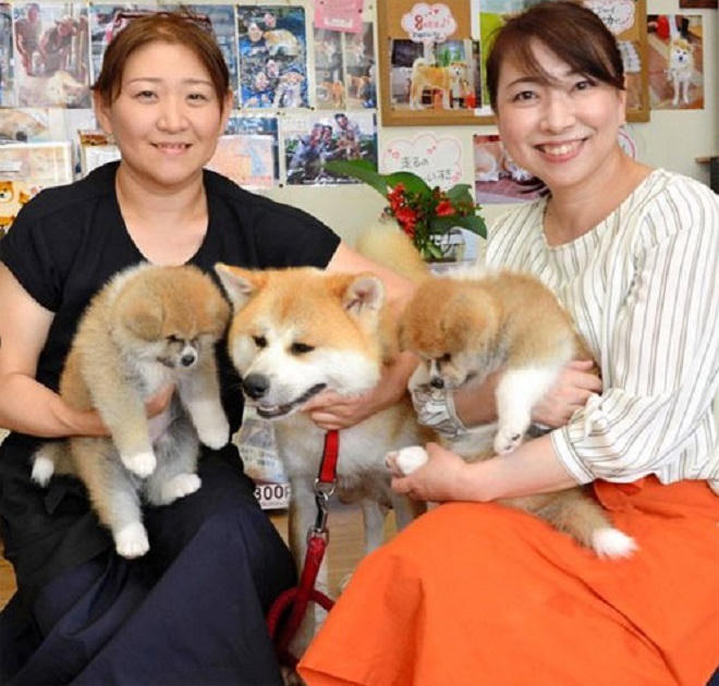 Đàn chó biến tiệm spa Nhật Bản thành nơi hút khách