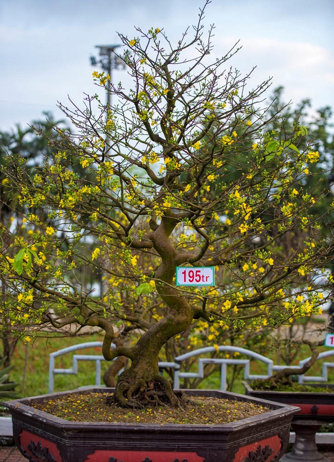 Bản án cho “thầy” cúng mê cây cảnh không đúng cách