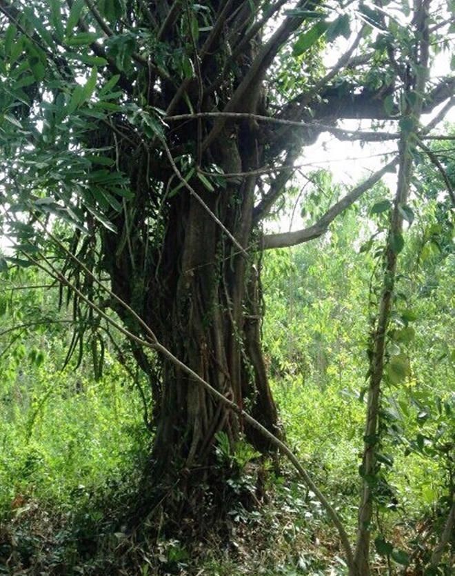 Cây “khủng” bị tạm giữ ở Quảng Ngãi vẫn… xanh tốt ở Phú Yên