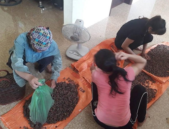  “Lộc rừng” trên đồi sim