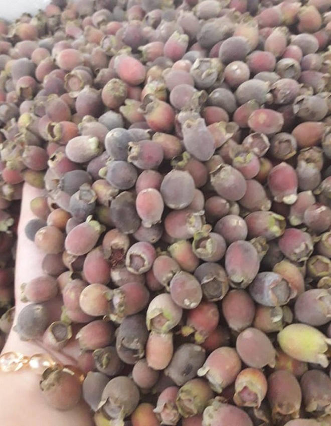  “Lộc rừng” trên đồi sim