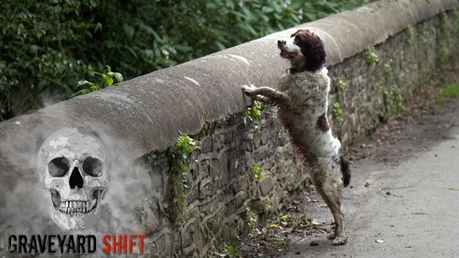 Cây cầu “sát thú cưng”  