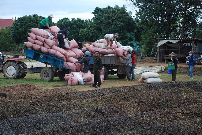 Vùng quê “thay da, đổi thịt” nhờ cây cà phê