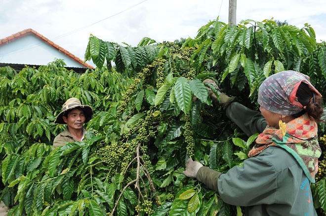 Vùng quê “thay da, đổi thịt” nhờ cây cà phê