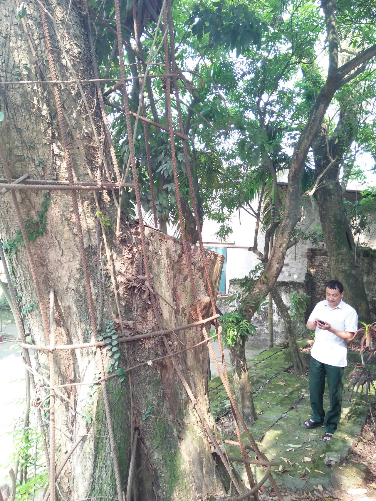 Tại sao cây sưa trăm tỷ ở Hà Nội chưa bán nổi?