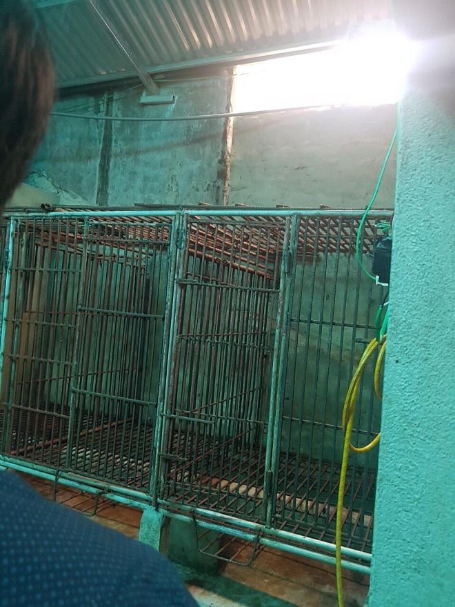 Sau vài đêm, chuồng gấu “biến” thành chuồng gà?