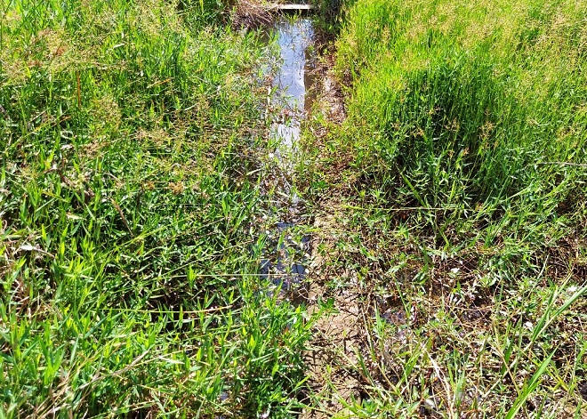 Đồng ruộng vẫn 'khát' dù mới xây xong kênh 12 tỷ đồng