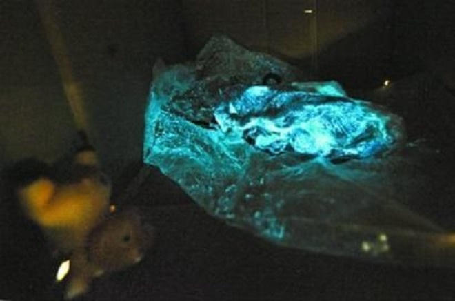 Sữa bột “chết người”, thịt lợn phát sáng... liên tiếp gây chấn động 