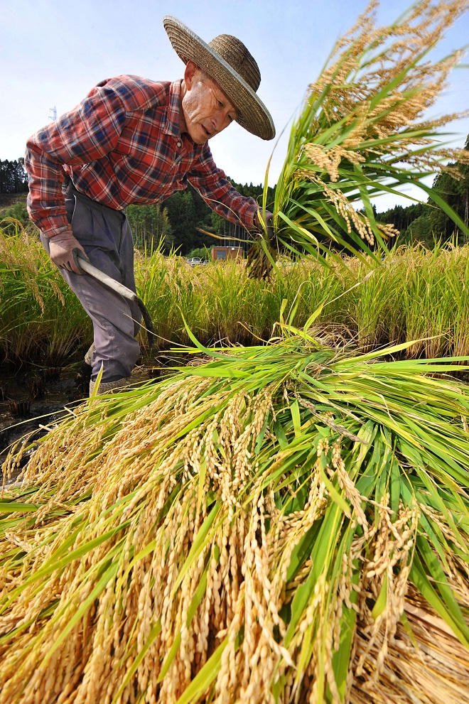 Nhật Bản thiếu nông dân