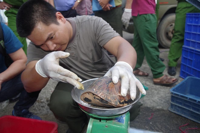 Vận chuyển mua bán động vật hoang dã: Vì sao nơi cấp phép, nơi nghiêm khắc xử phạt?