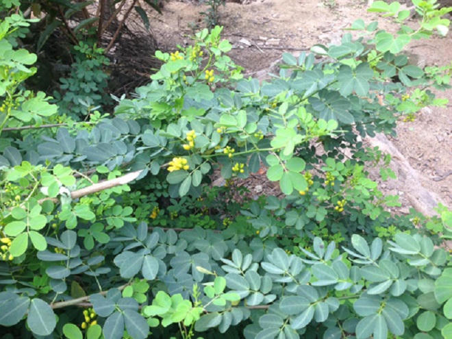 Uống thuốc lá trong vườn, vợ chết chồng nguy kịch