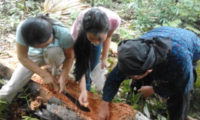 Nhộng cọ - Món ăn độc lạ của người Tày