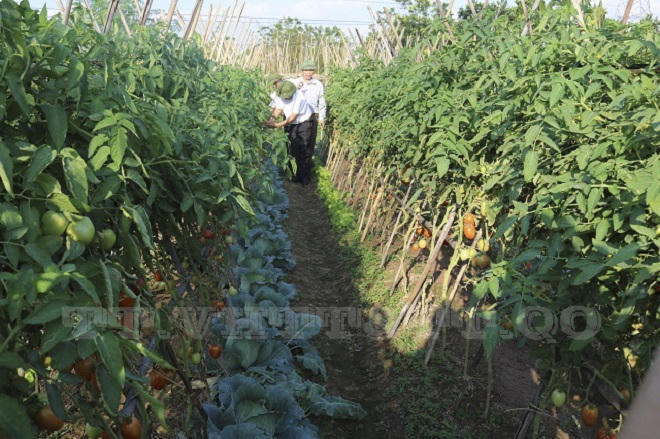 Quốc Oai (Hà Nội): Nhiều mô hình sản xuất mới hiệu quả