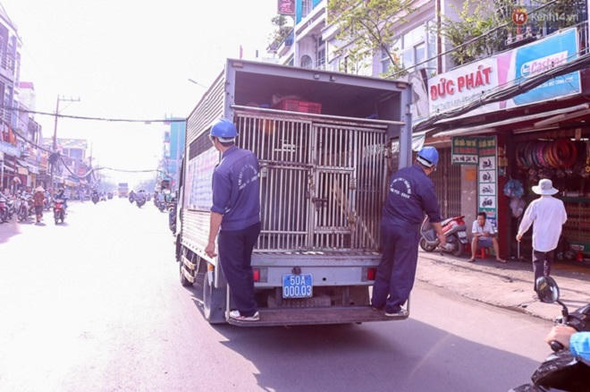 Hà Nội học hỏi gì từ mô hình săn bắt chó thả rông ở TP HCM?