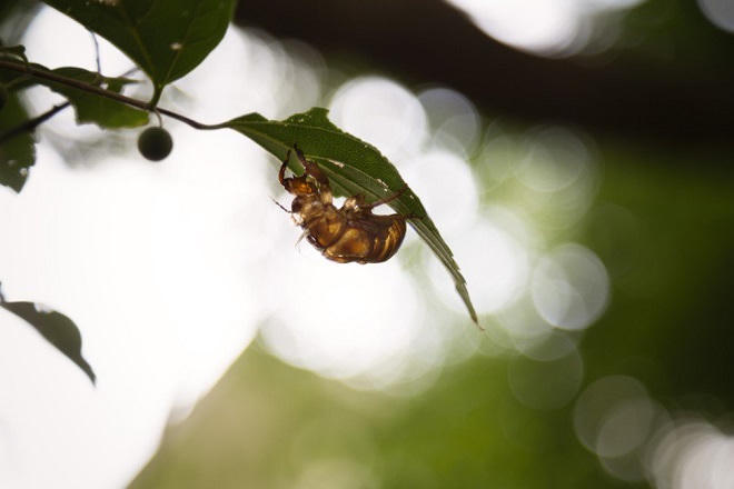 Những phận người chết mòn ở đất nước Phù Tang