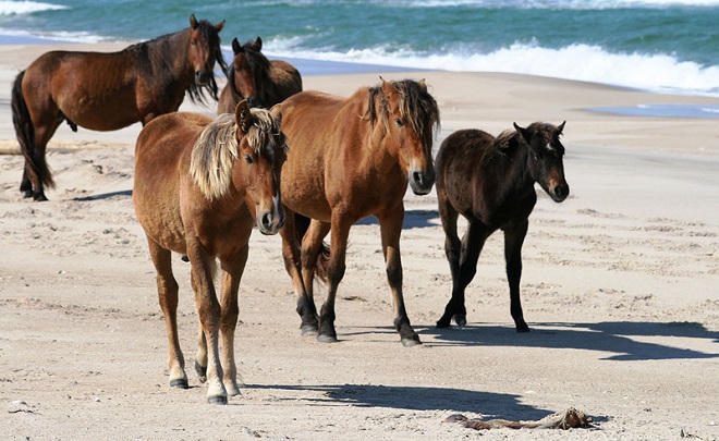 Robinson Crusoe phiên bản nữ trên hòn đảo “hố chôn” tàu thuyền  