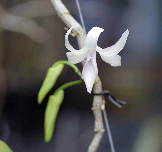 Tận diệt lan rừng