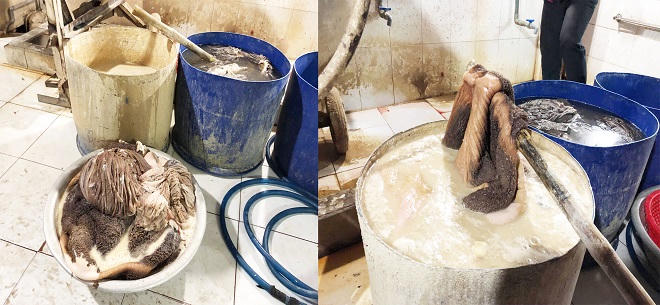 TP Hồ Chí Minh: Cảnh báo heo nhiễm bệnh “qua mặt” các đội kiểm tra