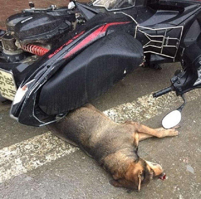 Chó “điên” cắn hàng loạt người ở Trung tâm thương mại