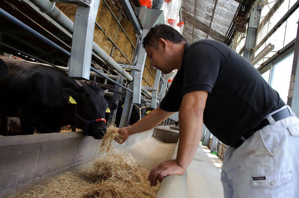 Thịt bò Kobe thượng hạng đến mức nào?