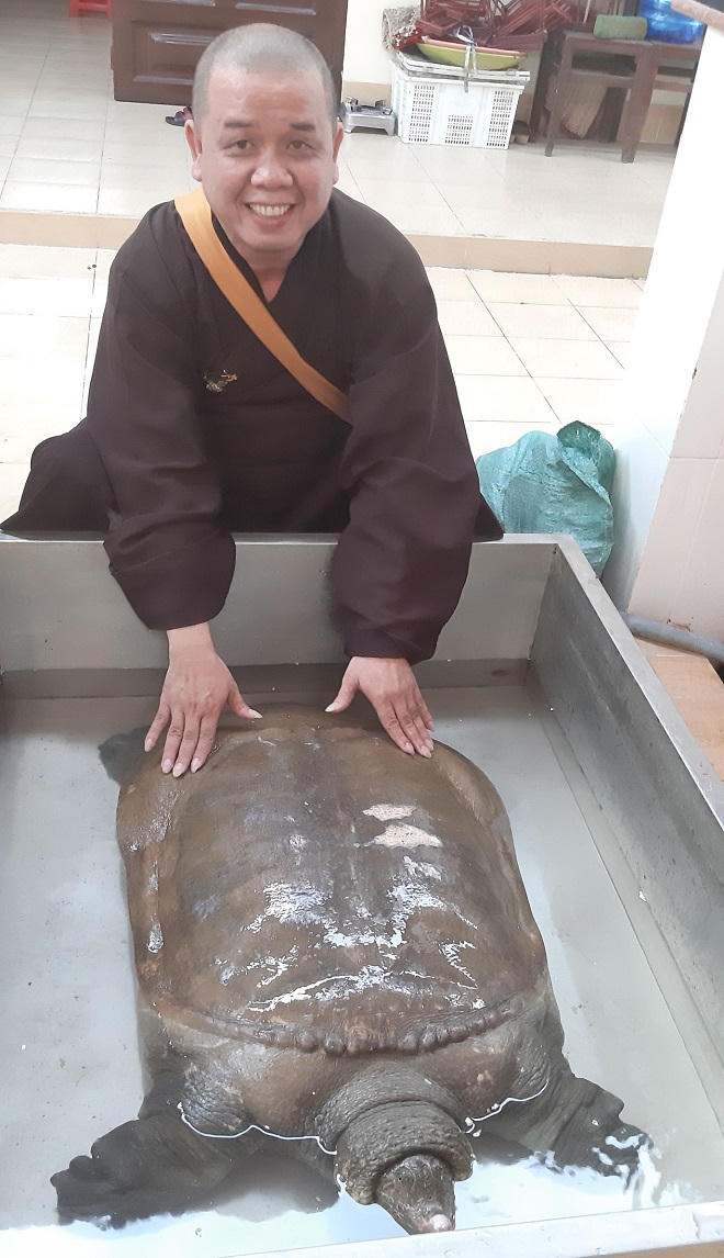 Hiến tặng cua đinh khổng lồ vào chùa