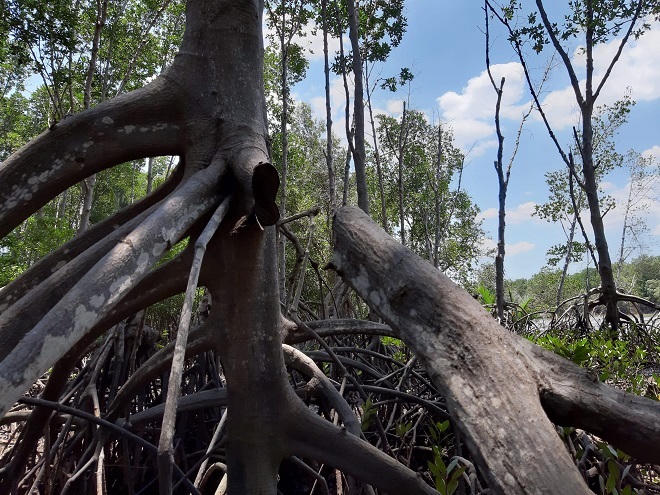 Đồng Nai: Núp danh nghĩa 'tỉa thưa' để tàn sát 182 ha rừng phòng hộ