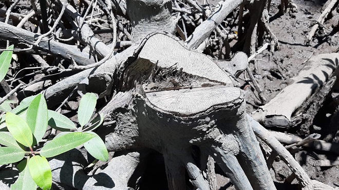 Đồng Nai: Núp danh nghĩa 'tỉa thưa' để tàn sát 182 ha rừng phòng hộ