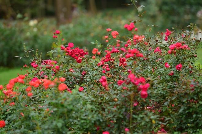 Nam doanh nhân mê đắm hoa hồng và những ngôi nhà sàn