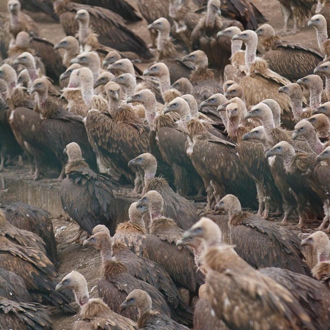 Rùng rợn với nghi lễ an táng người chết ở Tây Tạng