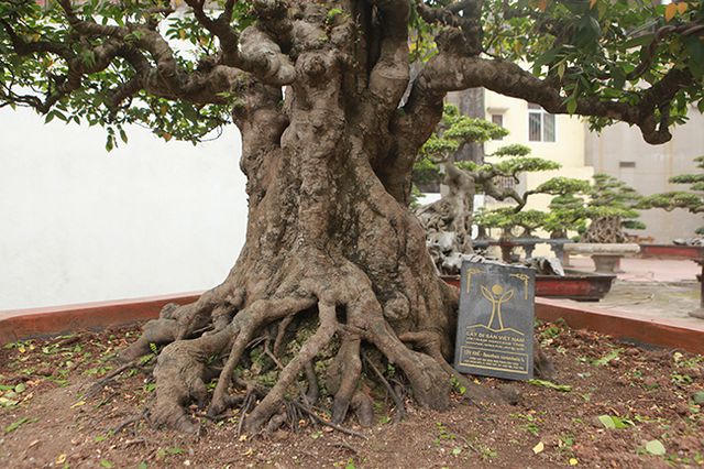 Vườn cây nghệ thuật di sản 300 tỷ đồng độc nhất vô nhị tại Việt Nam