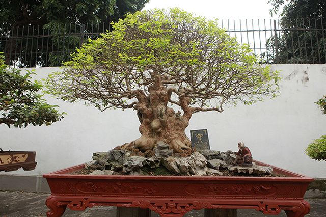 Vườn cây nghệ thuật di sản 300 tỷ đồng độc nhất vô nhị tại Việt Nam