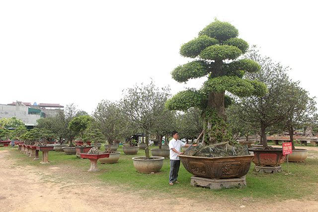 Vườn cây nghệ thuật di sản 300 tỷ đồng độc nhất vô nhị tại Việt Nam