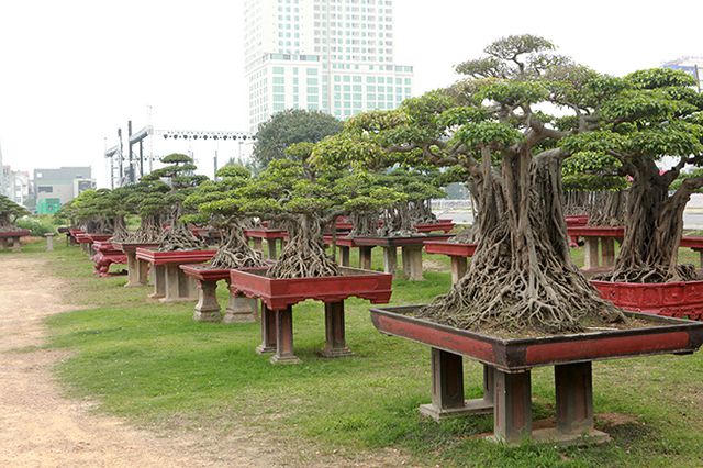 Vườn cây nghệ thuật di sản 300 tỷ đồng độc nhất vô nhị tại Việt Nam
