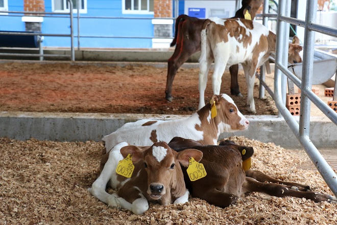 Một vòng khám phá trang trại “thông minh” của Vinamilk 