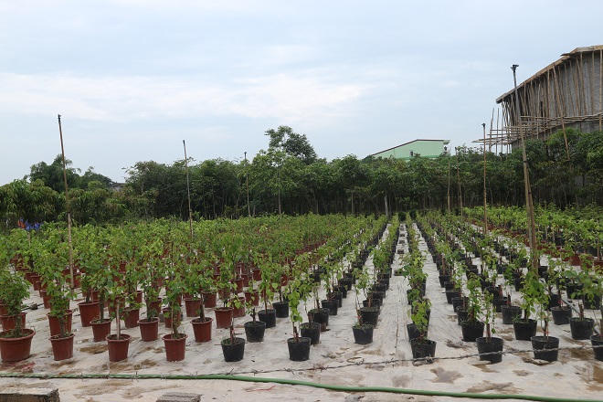 Lão nông trở thành tỷ phú nhờ chăm cây